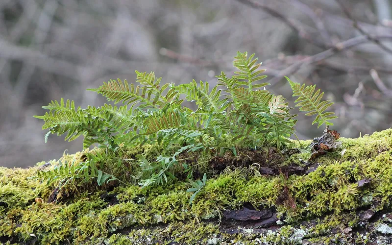 Fern growing on a moss-covered log