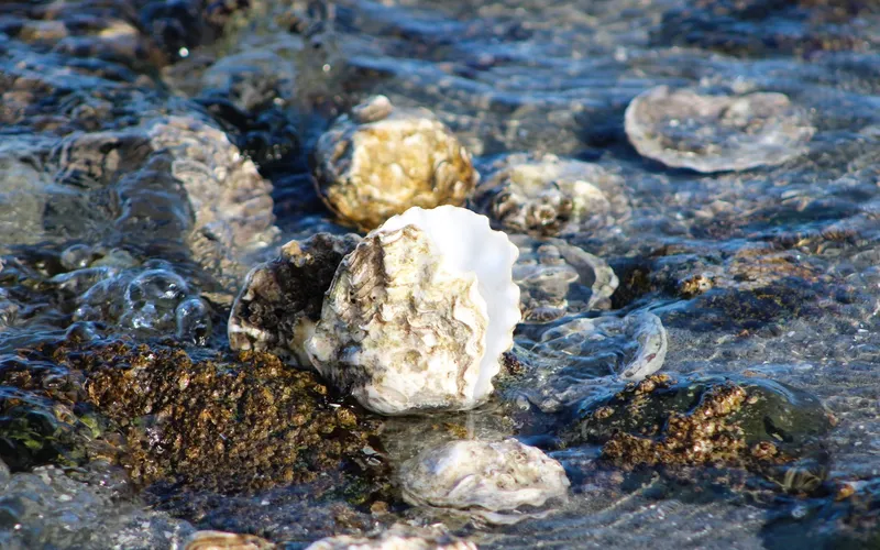 Oyster shells in a Comox Valley tidepool